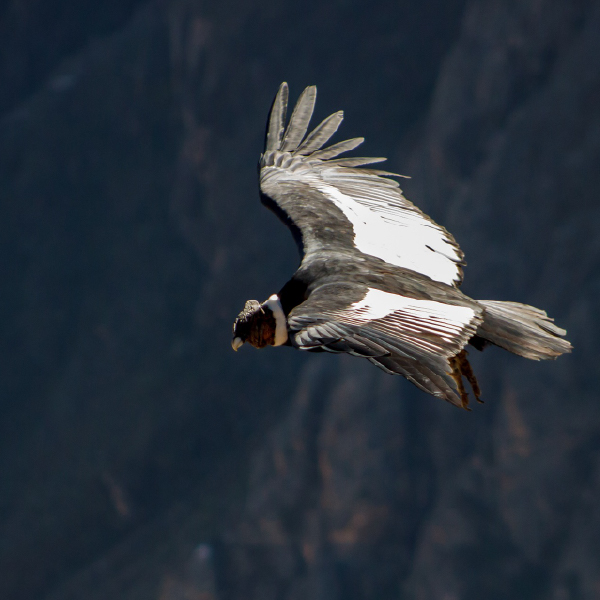 Cruz del Cóndor y Cañón del Colca