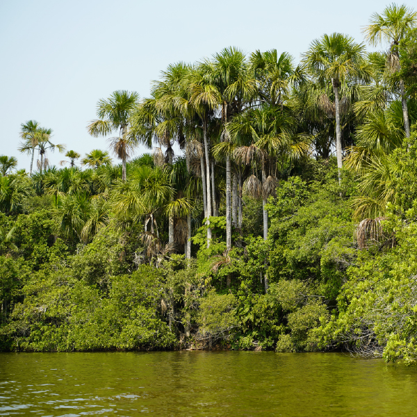 Jardín Botánico y río en la Amazonía